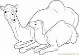 Camel Coloring Sitting Baby Mother Pages Coloringpages101 sketch template