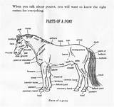 Worksheet Horse Parts Body Printable Pony Club Template sketch template