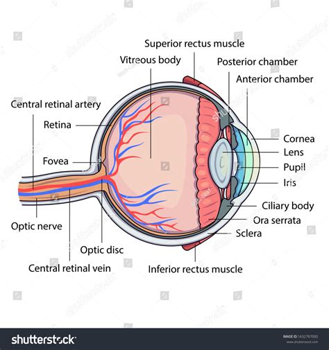 section human eye schematic diagram images stock  vectors shutterstock