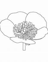 Coloring Buttercup Pages Growing Flower sketch template