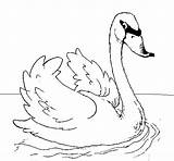 Swan Coloring Animals Printable Pages Cygne Coloriage Kb sketch template