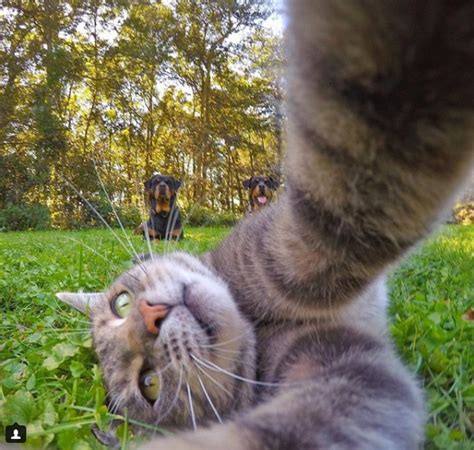 manny the selfie cat takes impressive photos of himself with a gopro