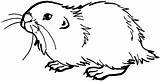 Prairie Dog Coloring Pages Drawing Sketch Step Clipart Animals Grasslands Young Drawings Paintingvalley Getdrawings Comments sketch template