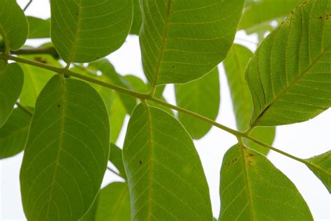 delightfully short guide  identifying trees   leaves