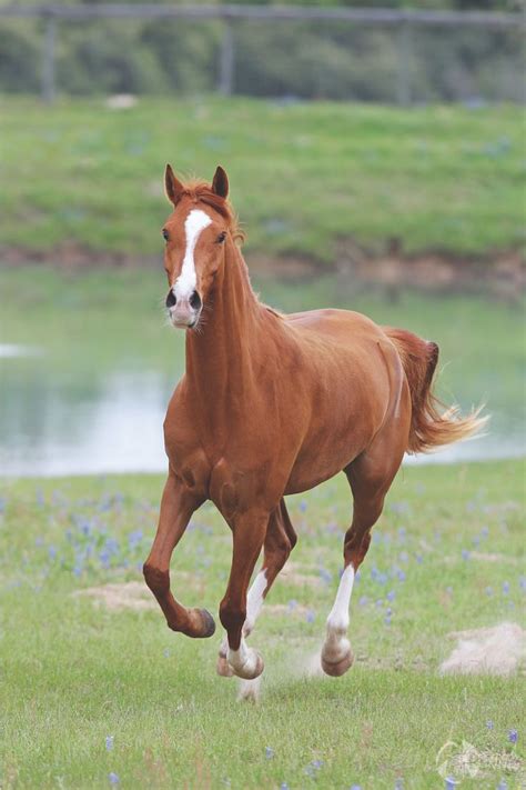 penny poster mooie paarden paarden schattigste dieren
