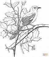 Mockingbird Perched Bordar 공부 색칠 Pajaro Aves Designlooter Supercoloring Patrones sketch template