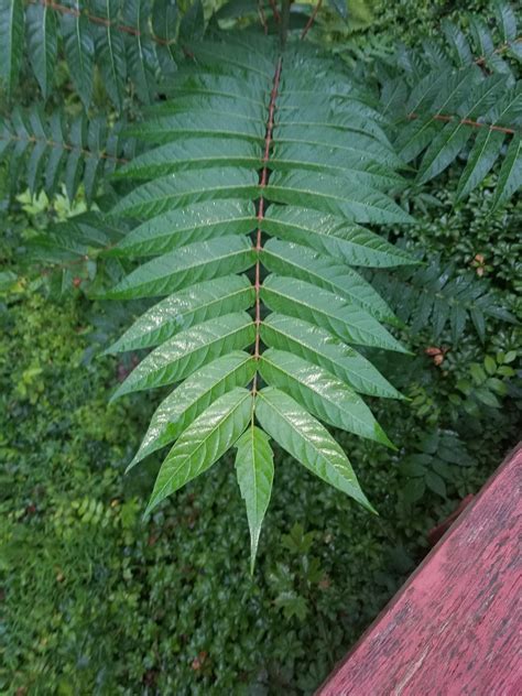identify  young tree  pennsylvania rtreeidentification