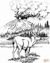 Coloring Deer Mule National Pages Park Printable Lassen Color Volcanic Print Detailed Clipart Burning Wood Patterns Adult Animals Popular Sheets sketch template