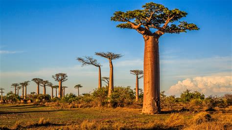baobab oel adansonia digitata seed oil cosmacon