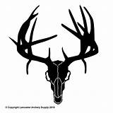 Deer Skull Logo Clipart Silhouette Buck Typical Non Decals Clip Stencil Cliparts Skulls Animal Outdoor Transparent Logos Decal Hunting Antlers sketch template