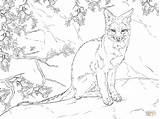 Coloring Fox Pages Realistic Gray Sitting Drawing Printable Swift Kleurplaat Grey Animals Color Squirrel Vossen Print Medium Awesome Hard sketch template