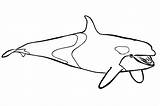 Whale Kosatka Mosquito sketch template