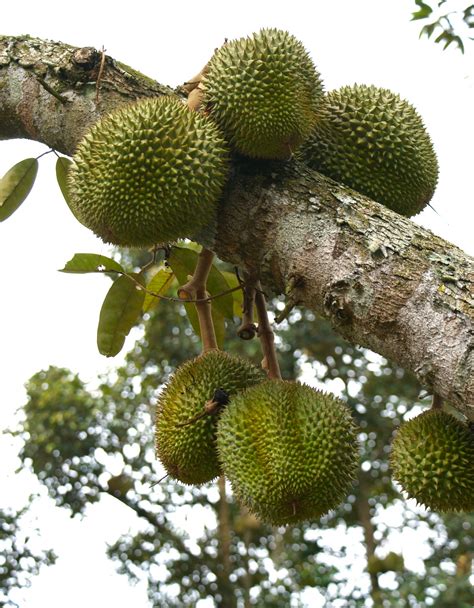 gastronaut durian pengat    sweetie