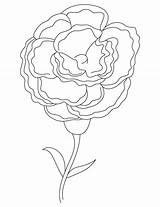 Carnation Coloring Getcolorings Pages sketch template