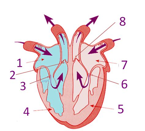 human heart diagram  parts robhosking diagram