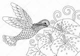 Colibri Zentangle Dessin Oiseau Humming Livre Relief Peints Coloration Papiers sketch template