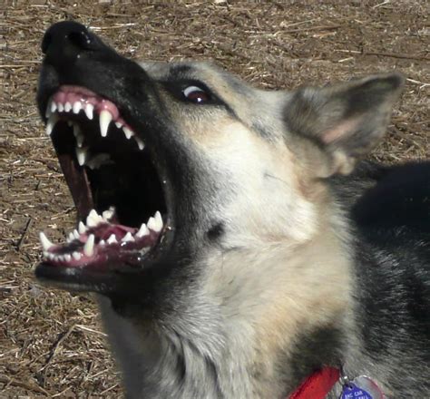aggressive bad dog behavior advice    control thispictures