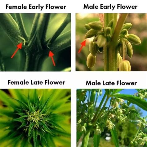 what are the early signs of male plant