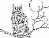 Owl Horned Great Coloring Snowy Printable Cartoon Pages Getcolorings Library Clipart Popular Line sketch template