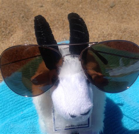 Goats In Sunglasses Tumblr
