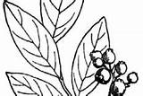 Blueberry Bush Coloring Pages Vitamin sketch template