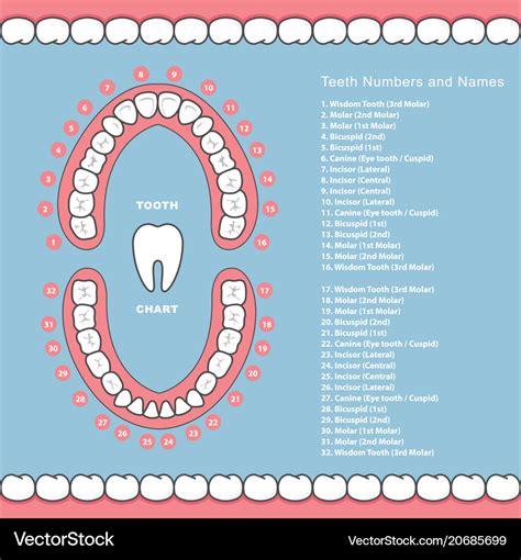 tooth chart  names dental infographics vector image