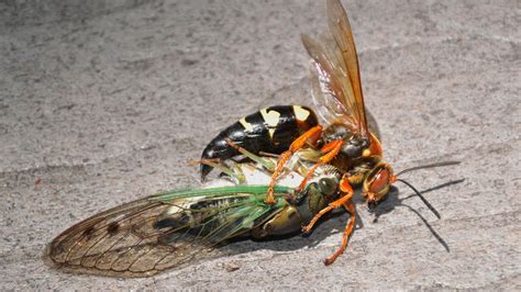 Cicada Killer Qu’est Ce Que C’est The New York Times
