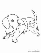 Coloring Dog Weiner Pages Getcolorings Dachshund Puppy sketch template