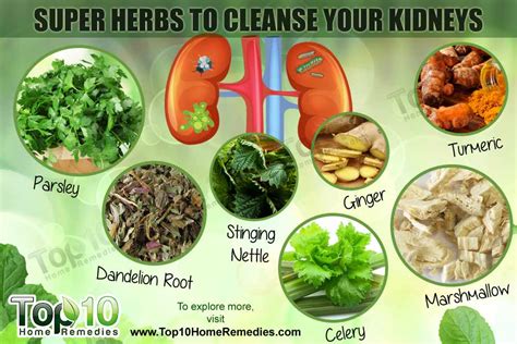 top  super herbs  cleanse  kidneys top  home remedies