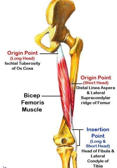 hamstring muscle origin insertion innervation in 2022 hamstring