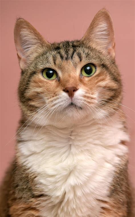 beautiful calico cat stock photo image  european fluffy