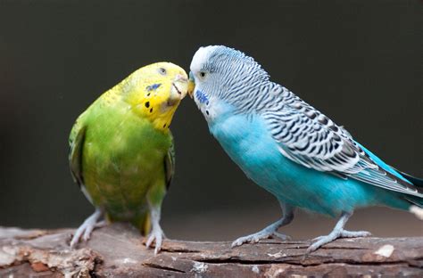 common ailments  pet parakeets  love parakeets