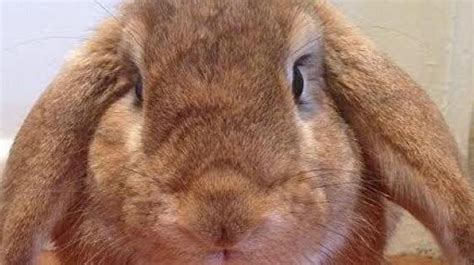 real reasons   bunnies eggs  celebrate easter huffpost
