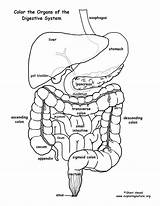Digestive Organs Tract Sponsors Exploringnature sketch template
