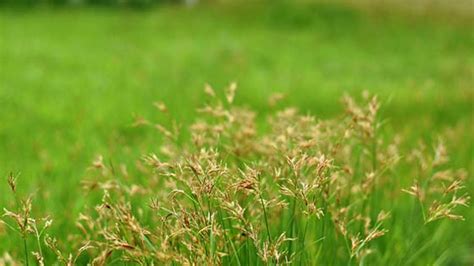 How To Get Rid Of A Nutsedge Naturally Nutsedge Vs