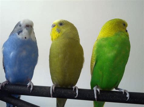 Cake Day Have Some Budgies Album On Imgur
