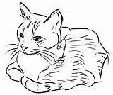 Cat Clipart Linedrawing Coloring Line Vector Drawing Clip 1001freedownloads Publicdomains Openclipart Curled Pages Sketch Animals Domain Public Monochrome Carnivoran Wild sketch template