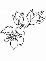 Gooseberry Coloring Pages Supercoloring sketch template