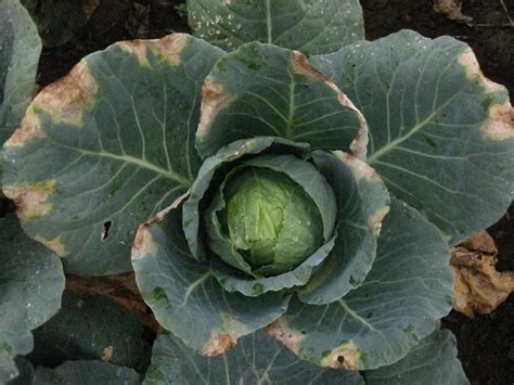vegetable brassicas black rot center  agriculture food   environment  umass amherst