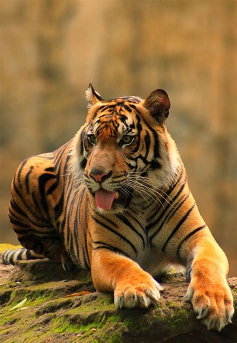javan tiger ideas  pinterest extinct tigers tiger