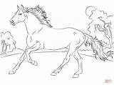 Cavallo Corre Arabo Arabian Stampare sketch template