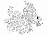 Poisson Goldfish Vecteur Adultes sketch template