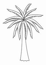 Palm Tree Coloring sketch template