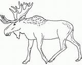 Moose Coloring Pages Eland Elk Print Color Head Printable Drawing Animal Caribou Animals Sheet Kids Adult Outline Colouring Face Canada sketch template