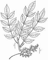 Poison Sumac Ivy Drawing Toxicodendron Vernix Leaf Helpful Illustrated Guide Tattoo Plant Poisonous Plants Drawings Getdrawings Create sketch template