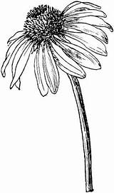 Flower Coneflower Echinacea Drawings Coloring Drawing Ink Pen Clipart Flowers Sketches Simple Purple Printable Pages Cone Easy Plant Line Coneflowers sketch template
