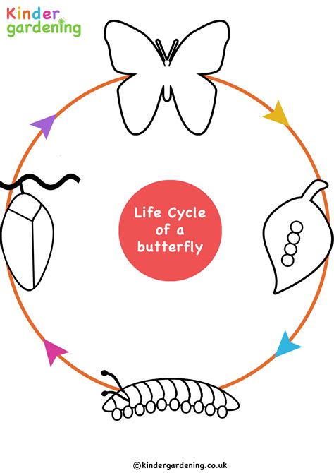 butterfly life cycle coloring pages printable