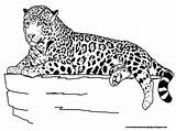 Coloring Pages Jaguar Laying Printable Kids Animal Animals Colouring Cheetah Print sketch template