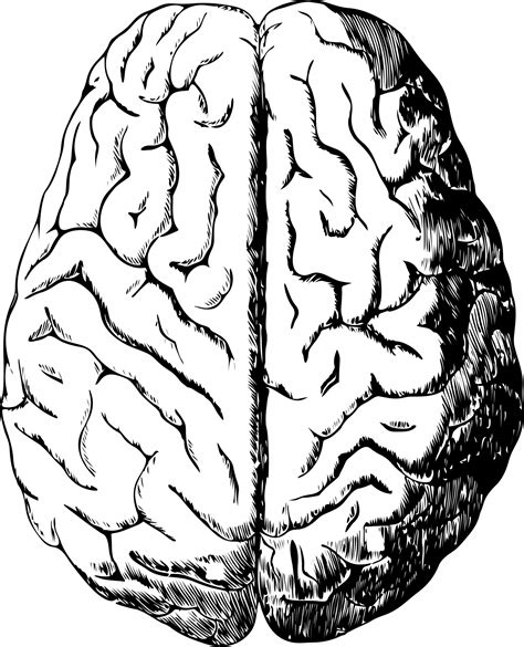 human brain  stock photo public domain pictures