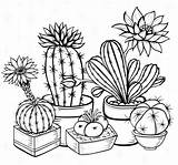 Colouring Cacti Recolor Cactus Coloring Pages Para App Outline Colorir Pasta Escolha Drawings sketch template